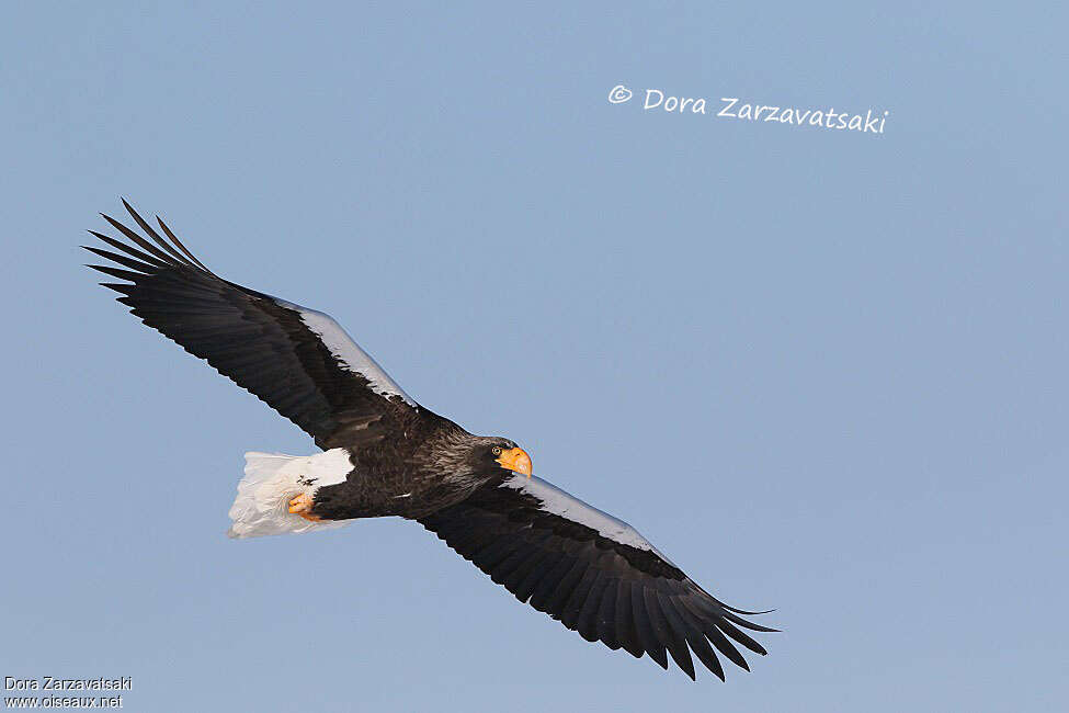 Steller's Sea Eagleadult, Flight