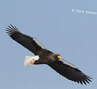 Steller's Sea Eagle