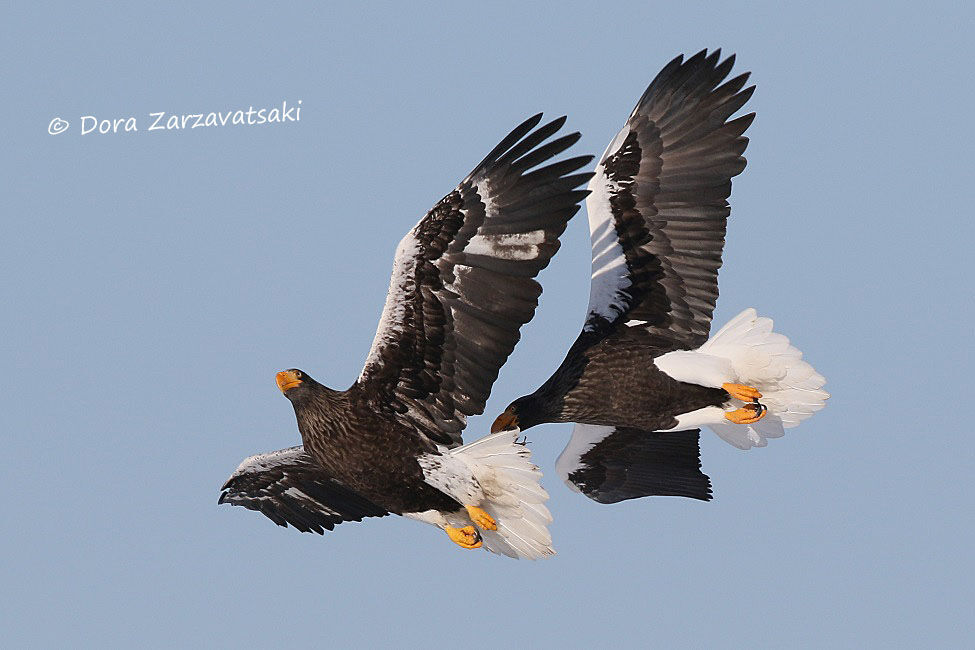 Steller's Sea Eagle