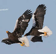 Steller's Sea Eagle