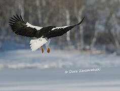 Steller's Sea Eagle