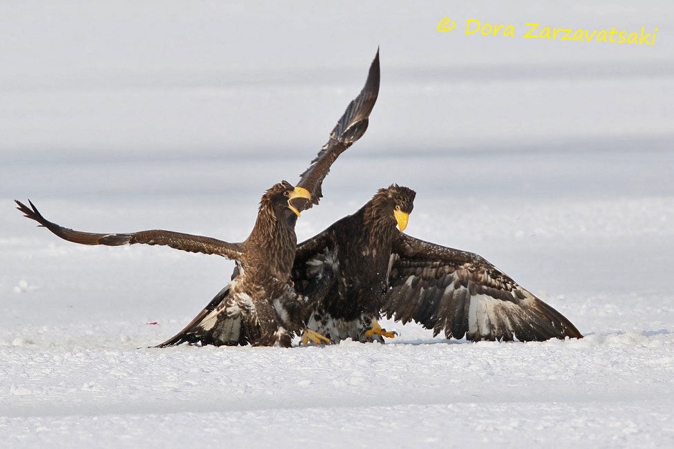 Steller's Sea Eagle