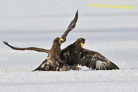 Steller's Sea Eagle