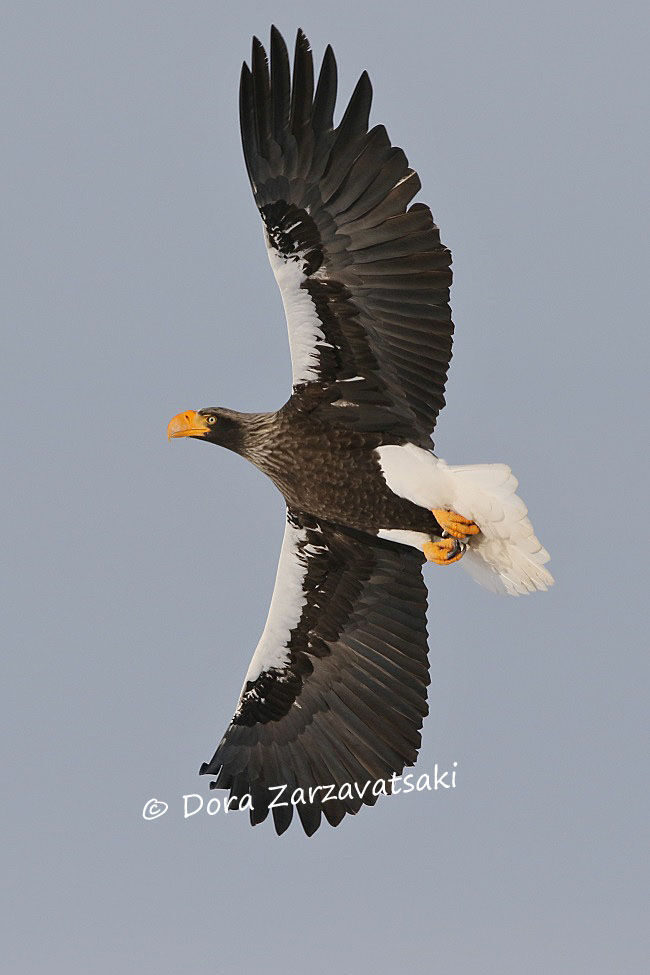 Steller's Sea Eagle