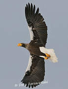 Steller's Sea Eagle