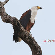 African Fish Eagle