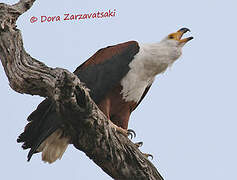 African Fish Eagle