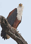 African Fish Eagle