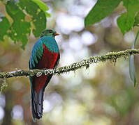 Golden-headed Quetzal