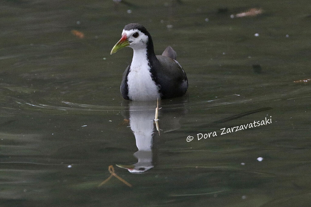 White-breasted Waterhenadult, swimming