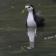 White-breasted Waterhen