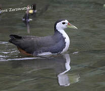 White-breasted Waterhen