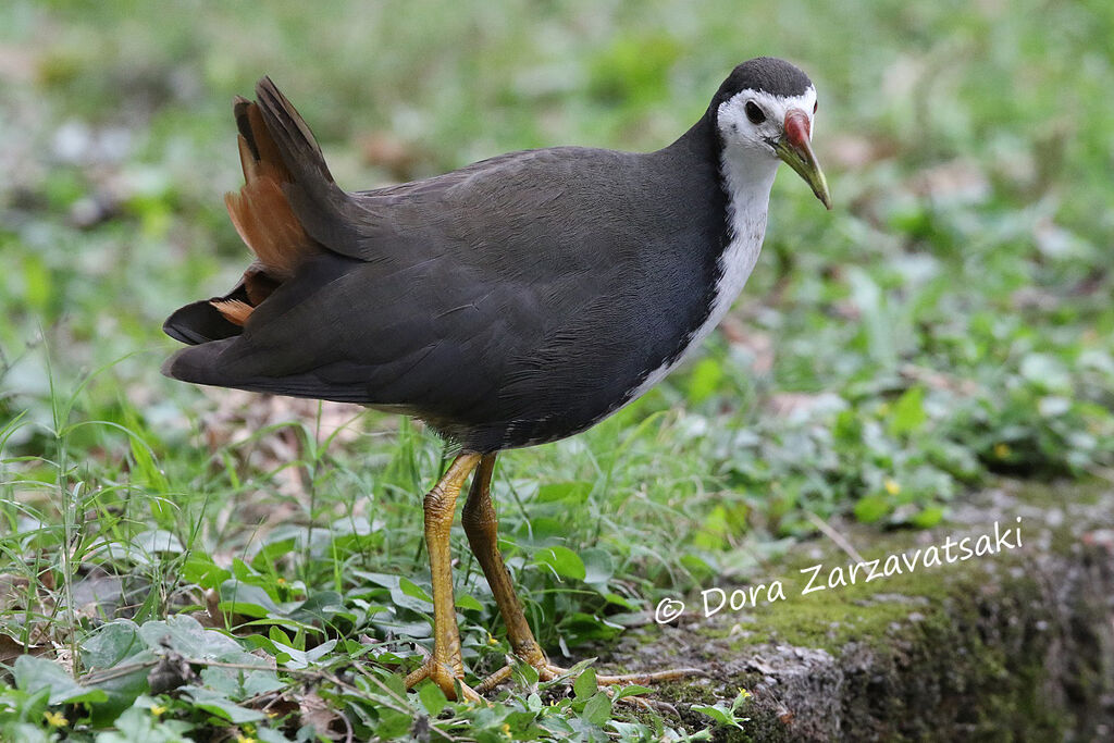 White-breasted Waterhenadult, identification