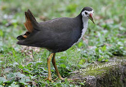 White-breasted Waterhen