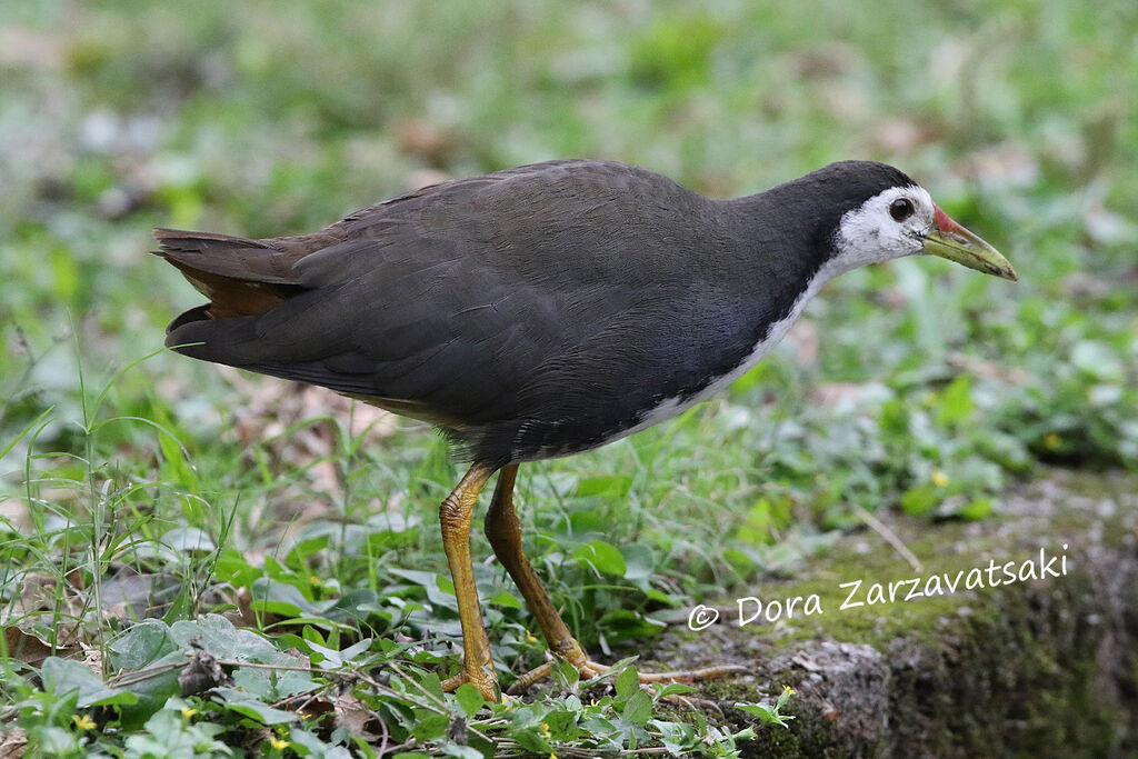 White-breasted Waterhenadult