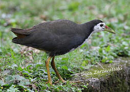 White-breasted Waterhen