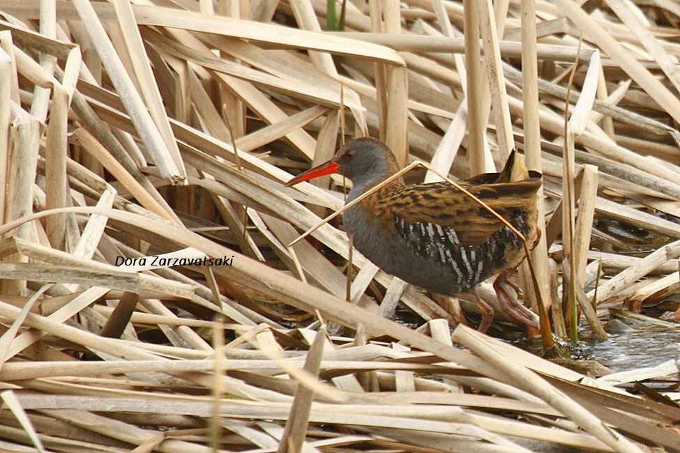 Water Rail