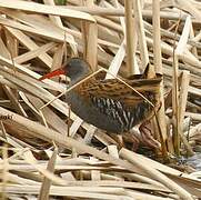 Water Rail