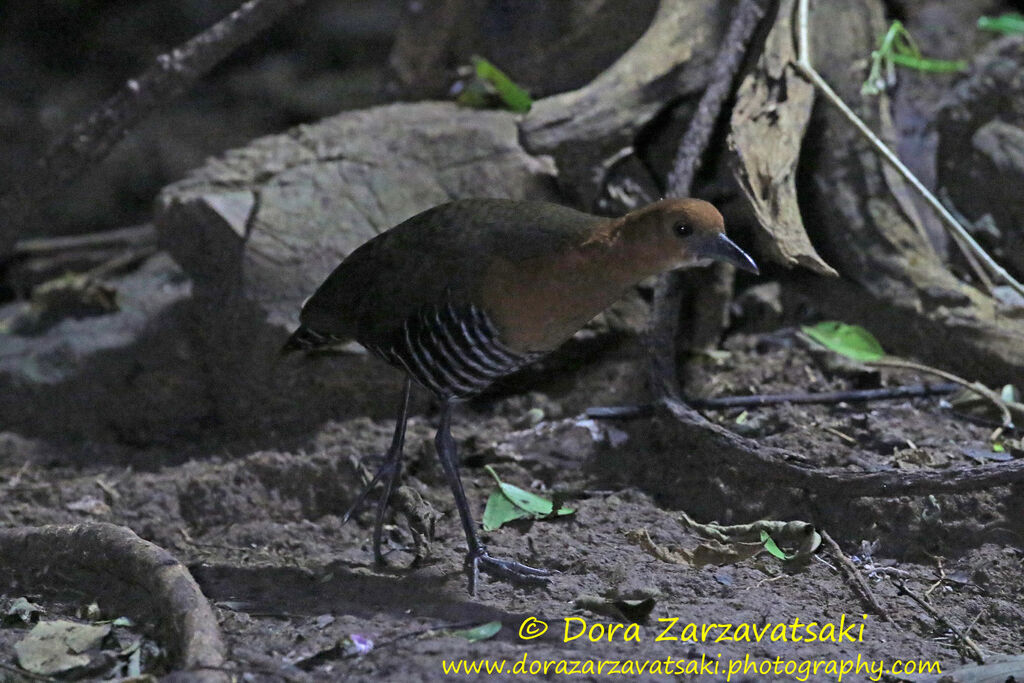 Râle de forêtadulte, identification