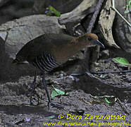 Slaty-legged Crake