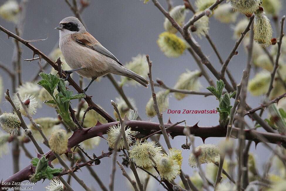 Eurasian Penduline Tit female adult, identification