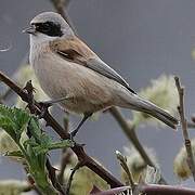 Eurasian Penduline Tit