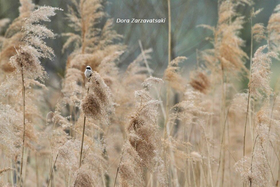 Eurasian Penduline Tit