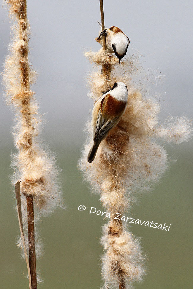 Rémiz penduline mâle adulte, régime, mange, Comportement