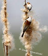 Eurasian Penduline Tit