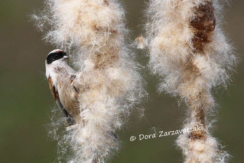 Rémiz penduline mâle adulte, mange