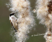 Eurasian Penduline Tit