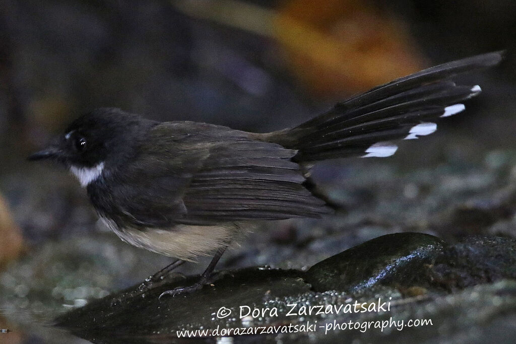 Malaysian Pied Fantailadult, identification