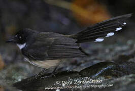 Malaysian Pied Fantail