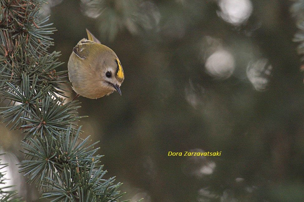 Goldcrest