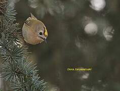 Goldcrest