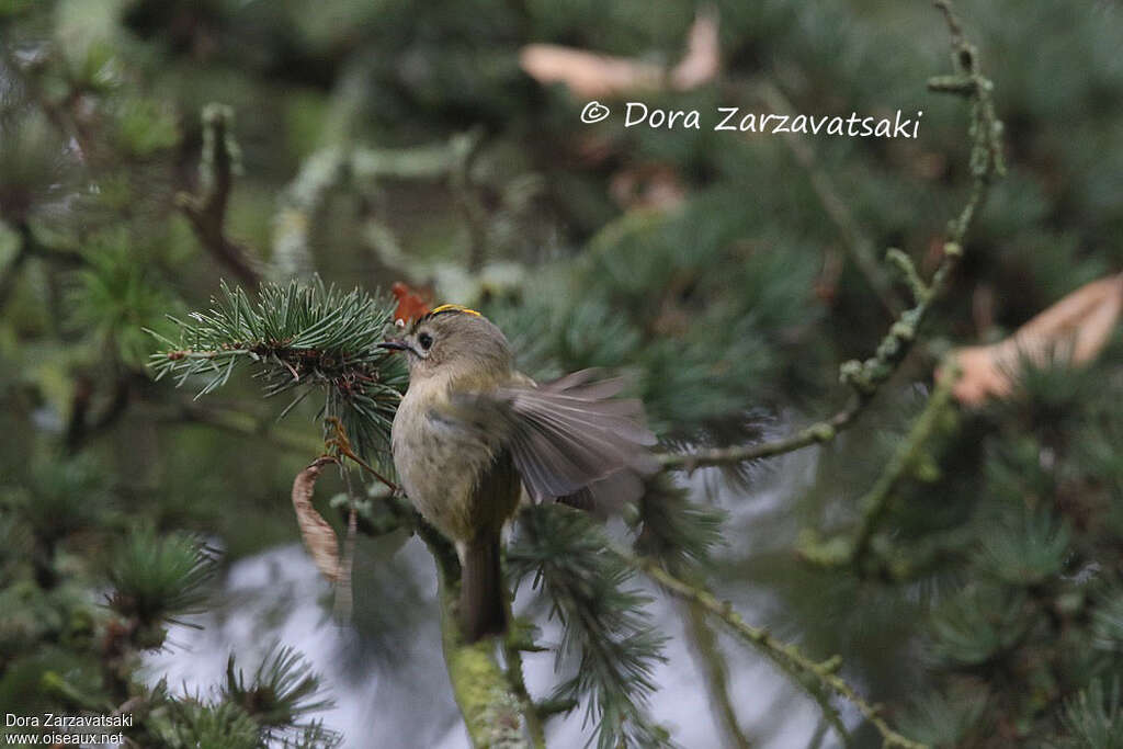 Goldcrest male adult, Flight, fishing/hunting