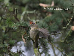 Goldcrest