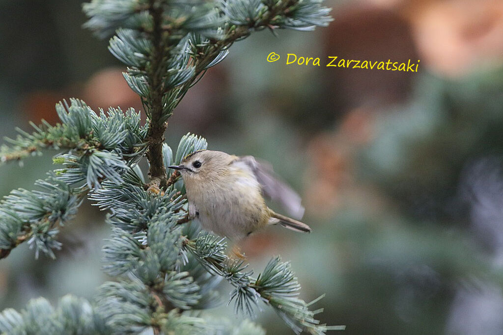 Goldcrest