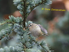 Goldcrest