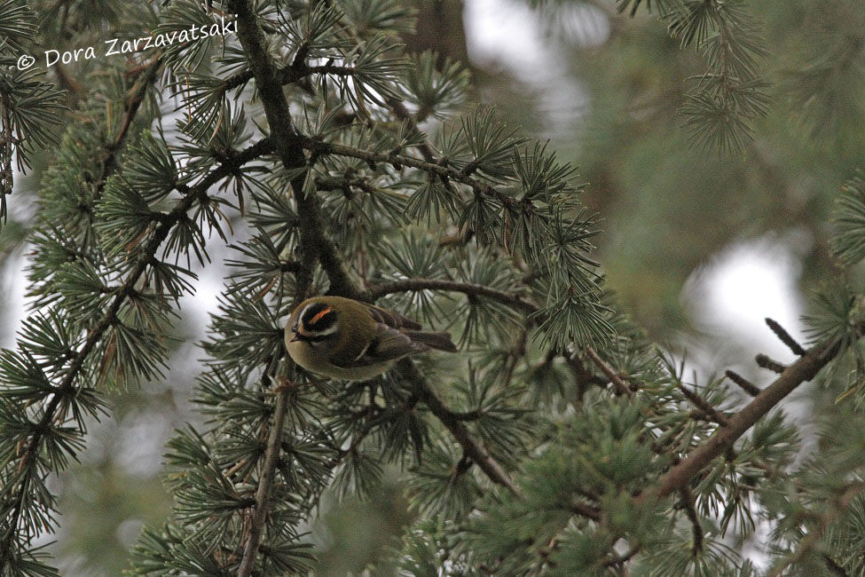 Common Firecrest