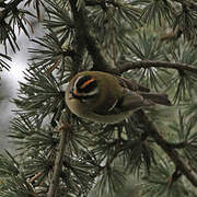 Common Firecrest