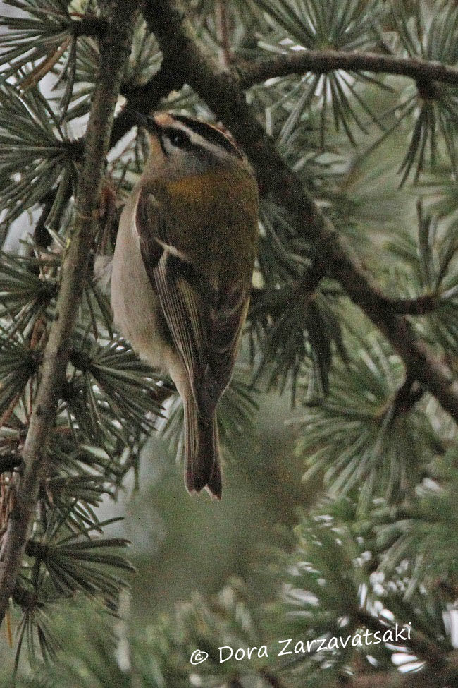 Common Firecrest