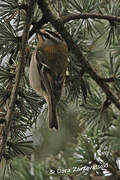 Common Firecrest