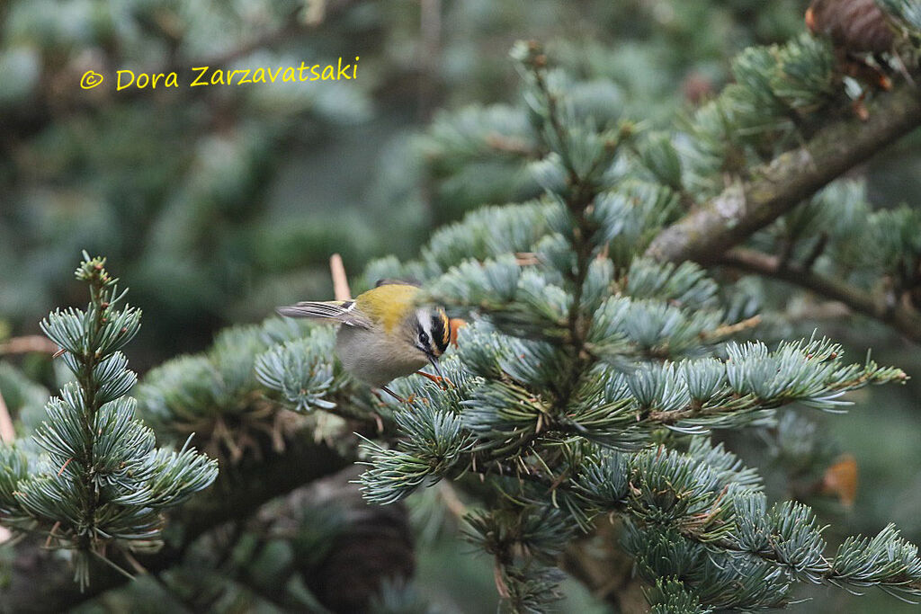 Common Firecrest