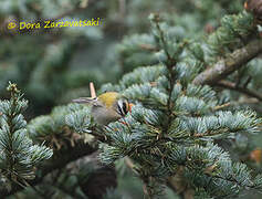 Common Firecrest