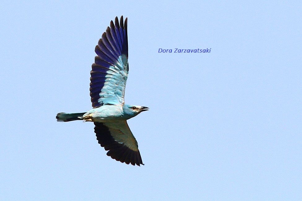 European Roller