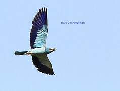 European Roller