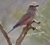 Purple Roller