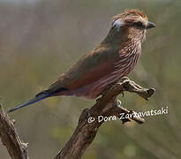 Purple Roller