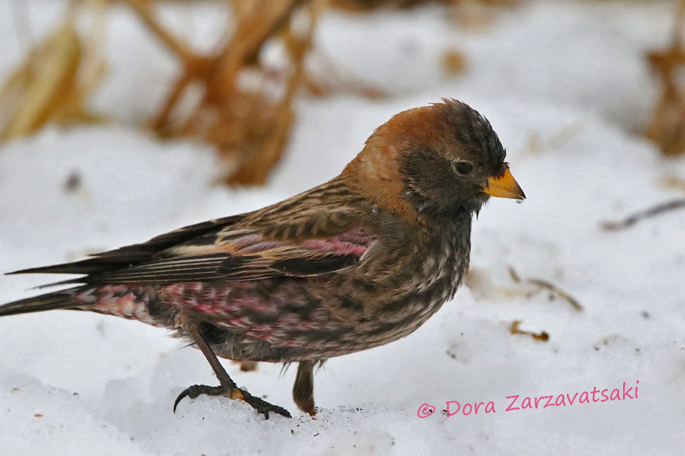 Asian Rosy Finch